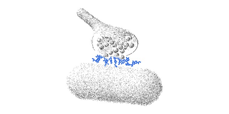 Drawing: a nerve ending cut open to show its vesicles, releasing noradrenaline in blue across the gap to the next cell, as the body does in the cold.